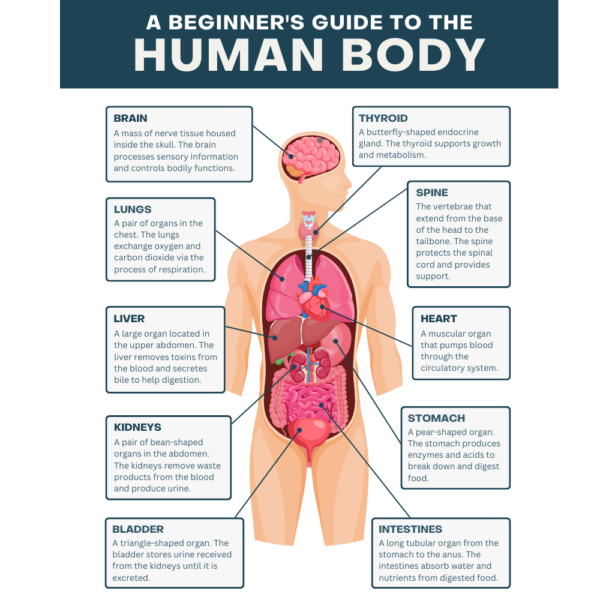 Human Body and Senses Worksheets for Child Development