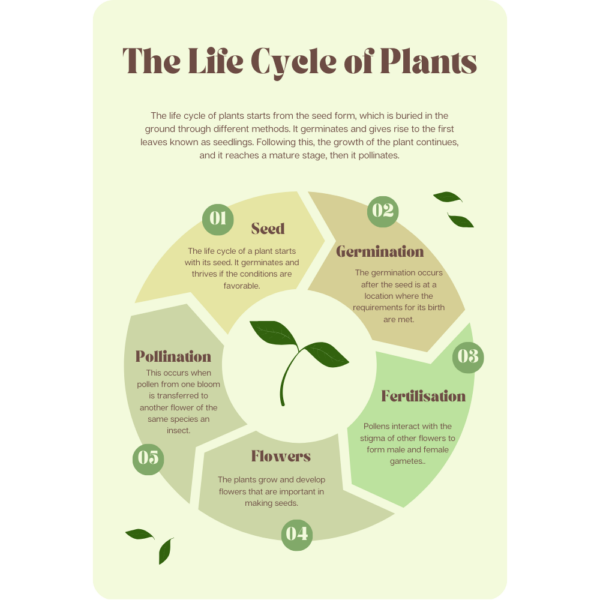 Plant Life Worksheets for Child Development